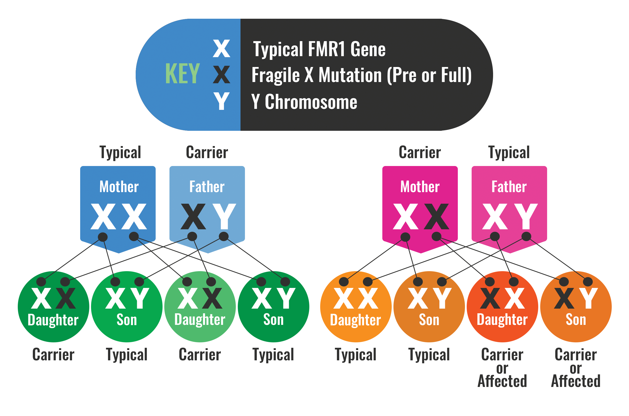 How is Fragile X inherited